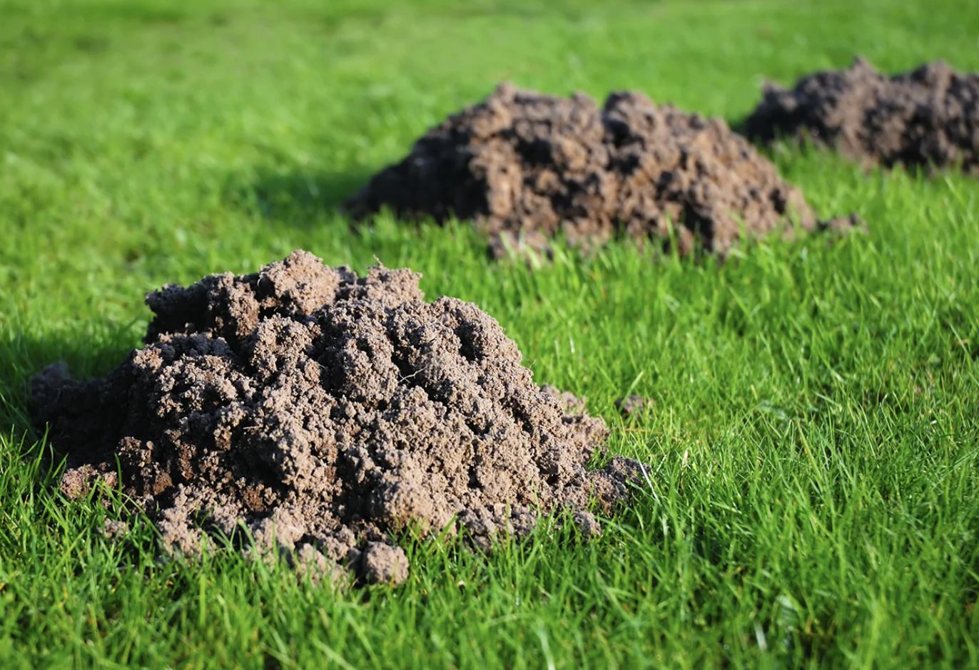 Mole mounds of fresh soil on a lawn