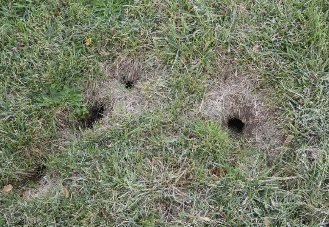 Small round vole holes in grass