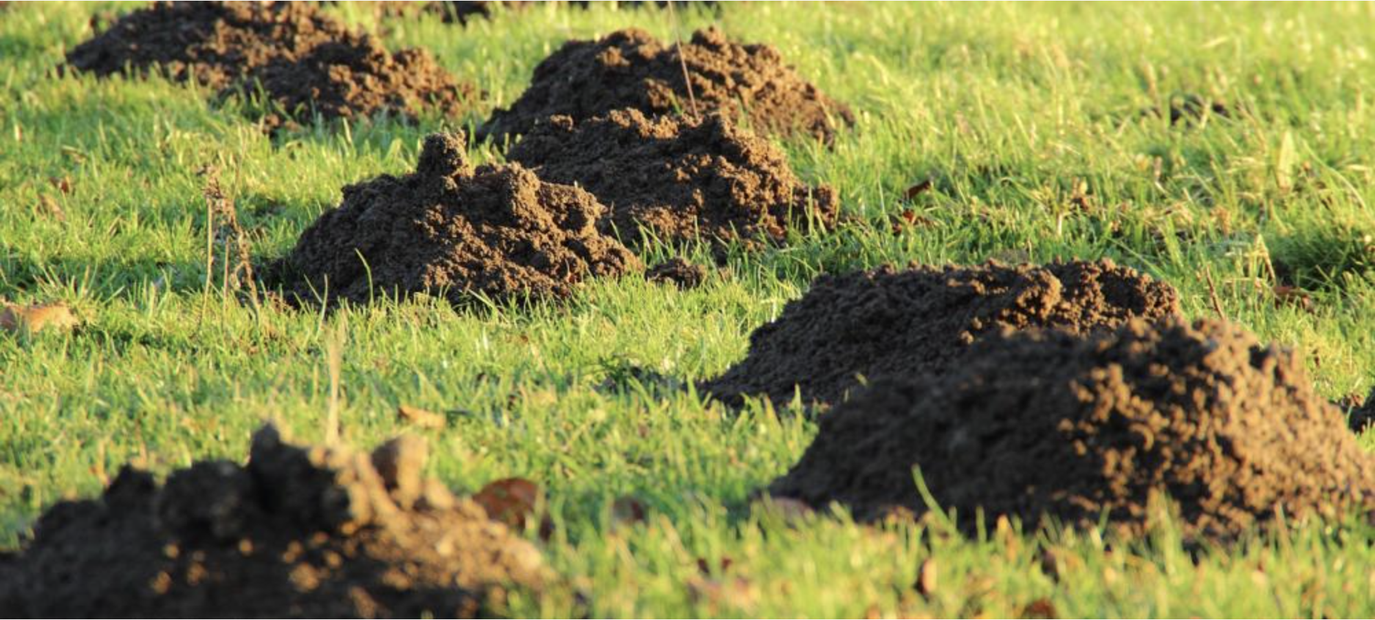 Fresh mole mounds tearing up a green lawn